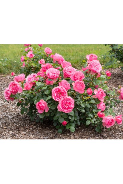 Троянда Leonardo da Vinci посадка